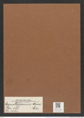 Eunotogramma weissii Ehr. (de-Toni-Nr.: Genus 128, Species 3564) Zeichnungen Sammlung Grunow Mappe 03731 (Herbarium_W_Grunow_drawings_Folder_03731)